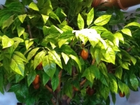 62308193_618594731973702_8275066858743267328_n