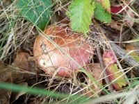 IMG_20231019_101810914