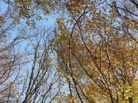 IMG-20221028-WA0006