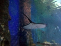 IMG_20180612_093741_HHT